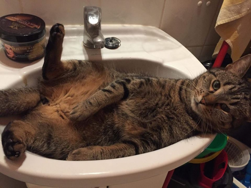 45/103 Dzień Kota - zdjęcia czytelników