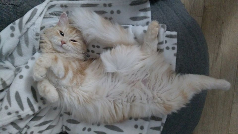 47/103 Dzień Kota - zdjęcia czytelników