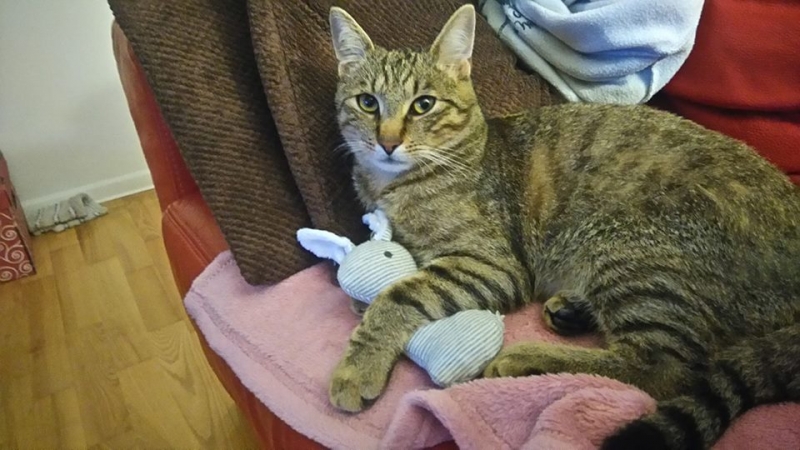 48/103 Dzień Kota - zdjęcia czytelników