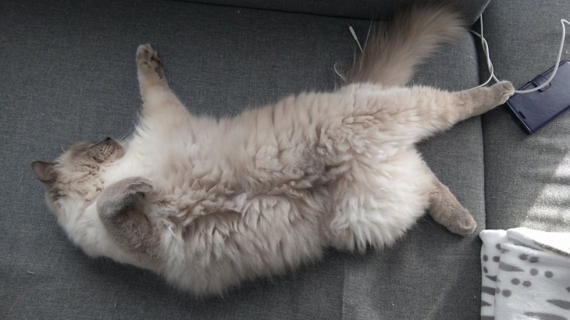 49/103 Dzień Kota - zdjęcia czytelników