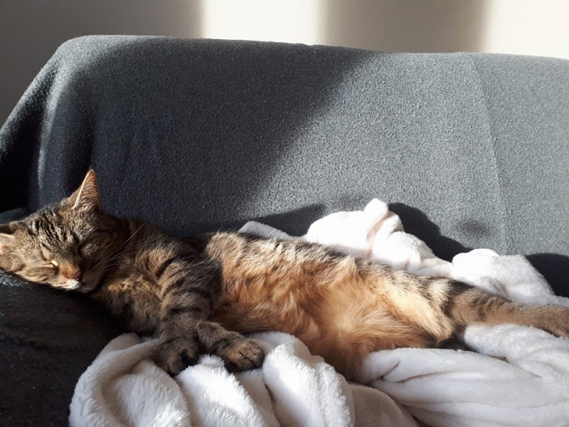 50/103 Dzień Kota - zdjęcia czytelników