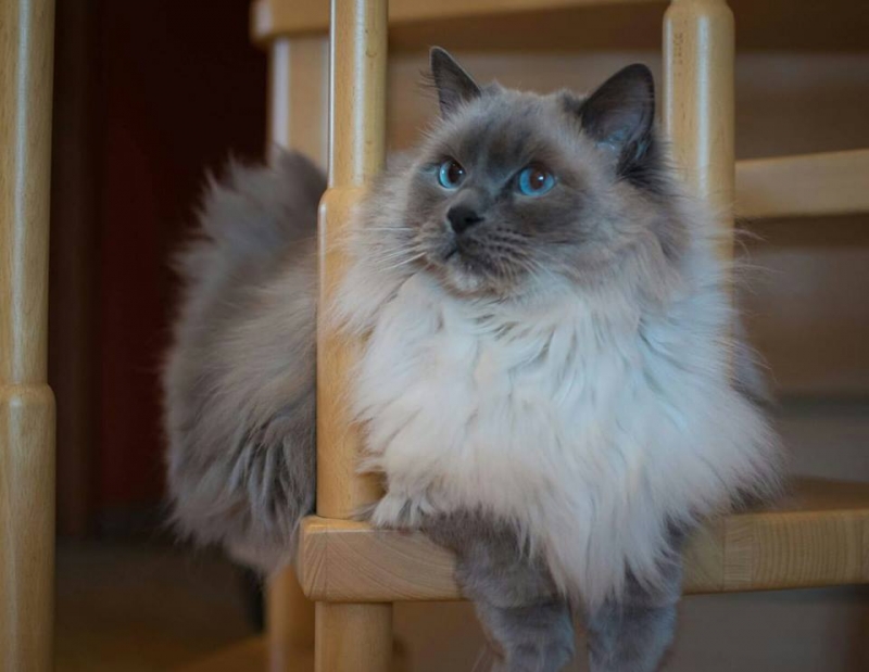 51/103 Dzień Kota - zdjęcia czytelników