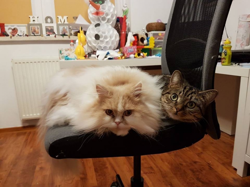 52/103 Dzień Kota - zdjęcia czytelników