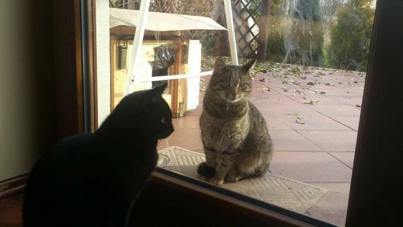 53/103 Dzień Kota - zdjęcia czytelników