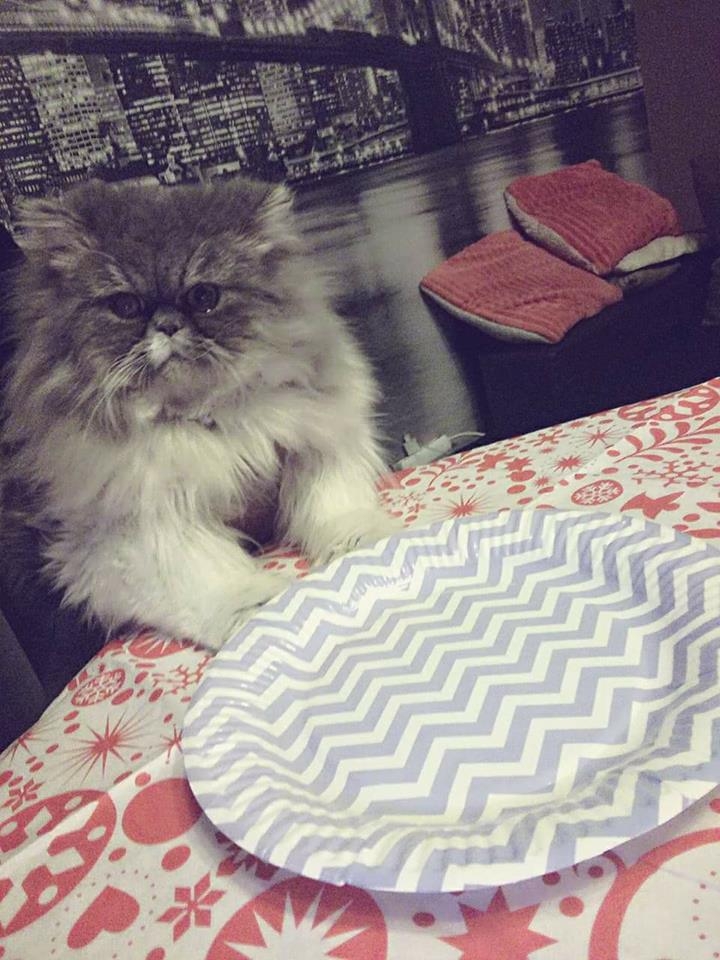 54/103 Dzień Kota - zdjęcia czytelników