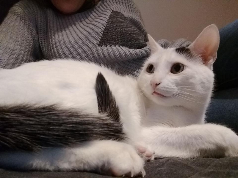 56/103 Dzień Kota - zdjęcia czytelników