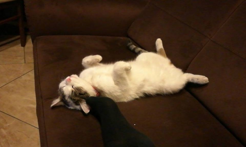 57/103 Dzień Kota - zdjęcia czytelników