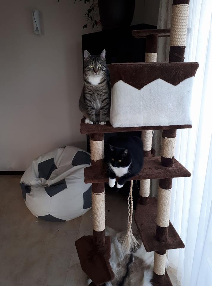 58/103 Dzień Kota - zdjęcia czytelników