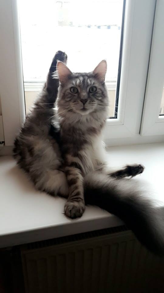 59/103 Dzień Kota - zdjęcia czytelników