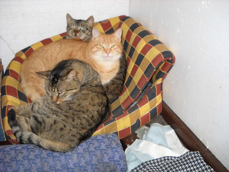 60/103 Dzień Kota - zdjęcia czytelników