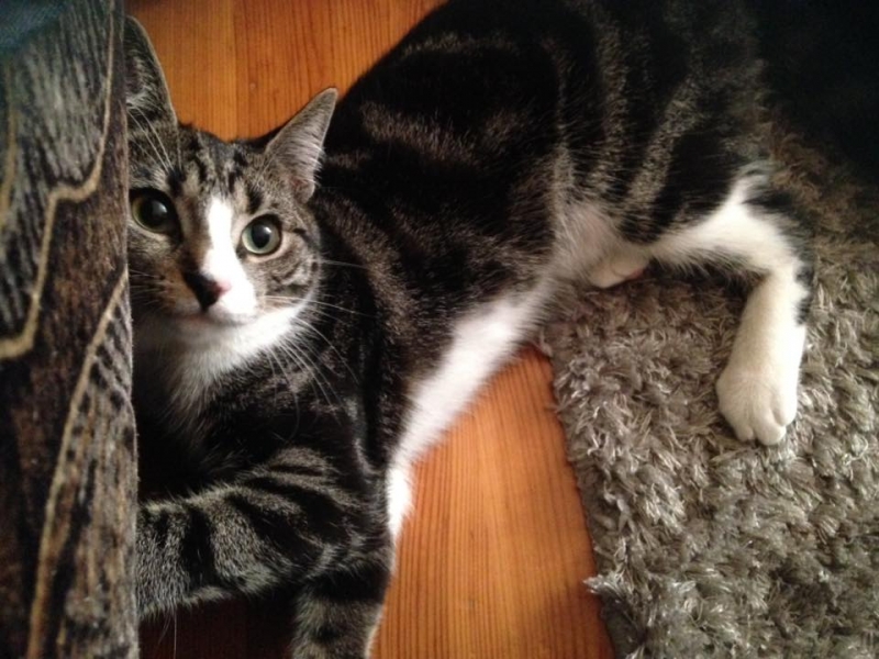 62/103 Dzień Kota - zdjęcia czytelników