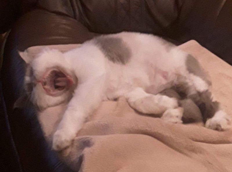 63/103 Dzień Kota - zdjęcia czytelników