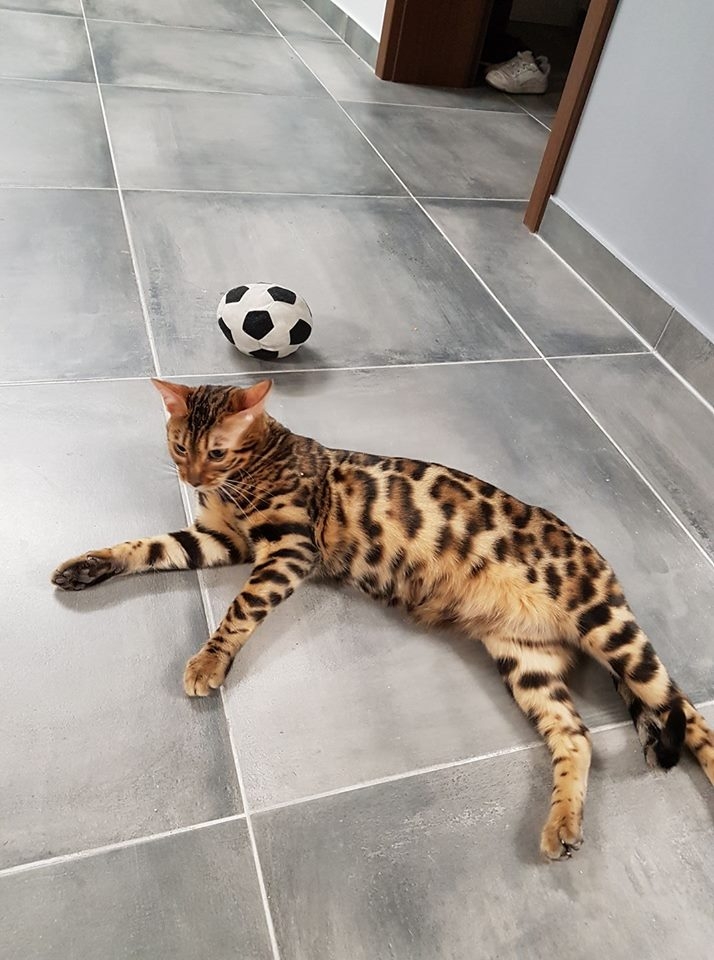 64/103 Dzień Kota - zdjęcia czytelników