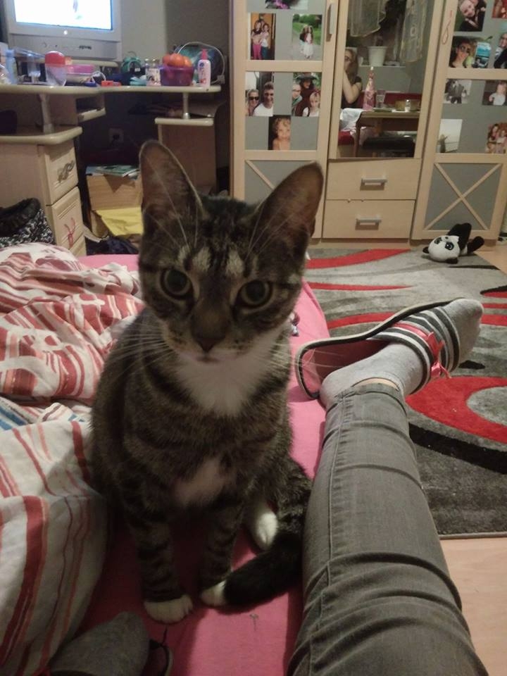 65/103 Dzień Kota - zdjęcia czytelników