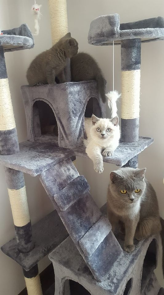 66/103 Dzień Kota - zdjęcia czytelników