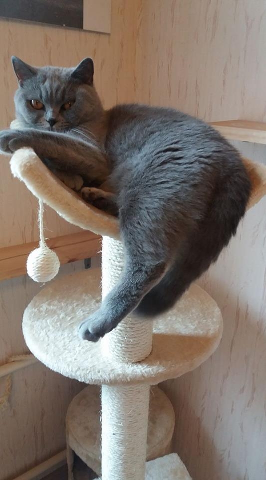 69/103 Dzień Kota - zdjęcia czytelników