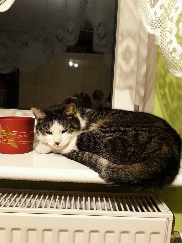 70/103 Dzień Kota - zdjęcia czytelników