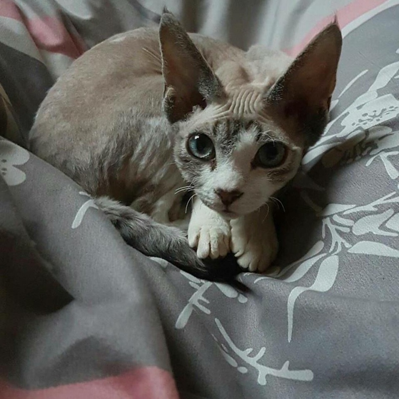 71/103 Dzień Kota - zdjęcia czytelników