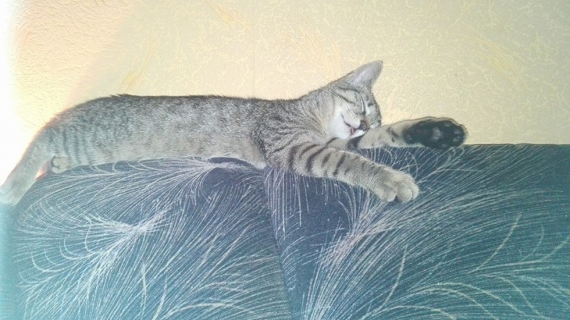 72/103 Dzień Kota - zdjęcia czytelników