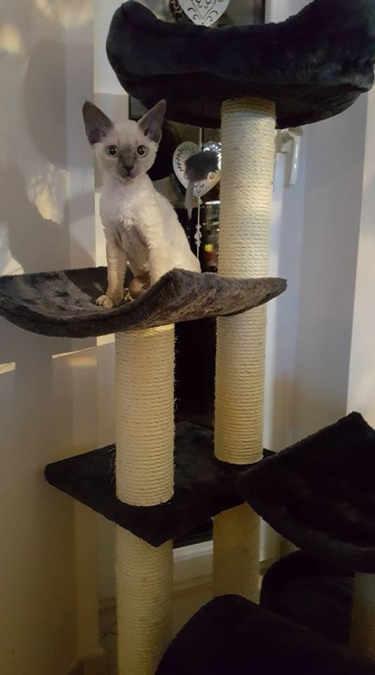 73/103 Dzień Kota - zdjęcia czytelników