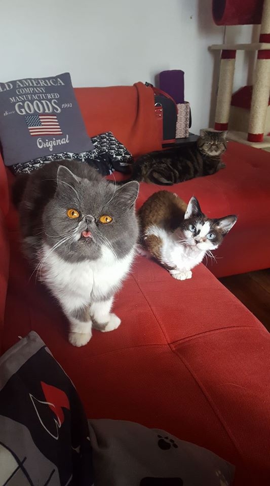 74/103 Dzień Kota - zdjęcia czytelników