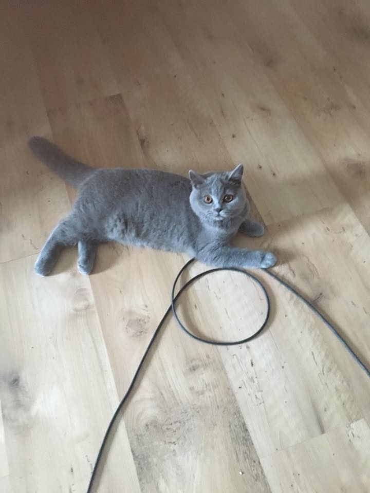 75/103 Dzień Kota - zdjęcia czytelników