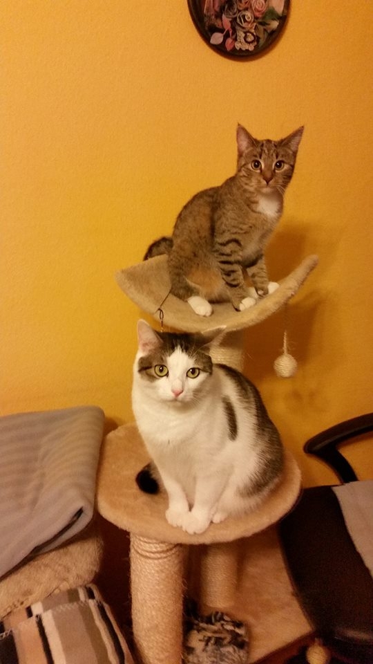 76/103 Dzień Kota - zdjęcia czytelników