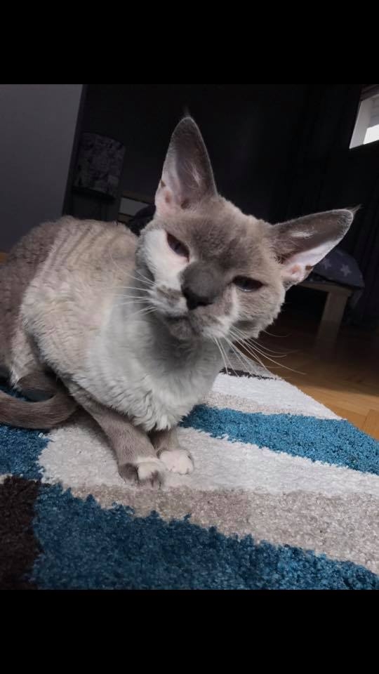 77/103 Dzień Kota - zdjęcia czytelników