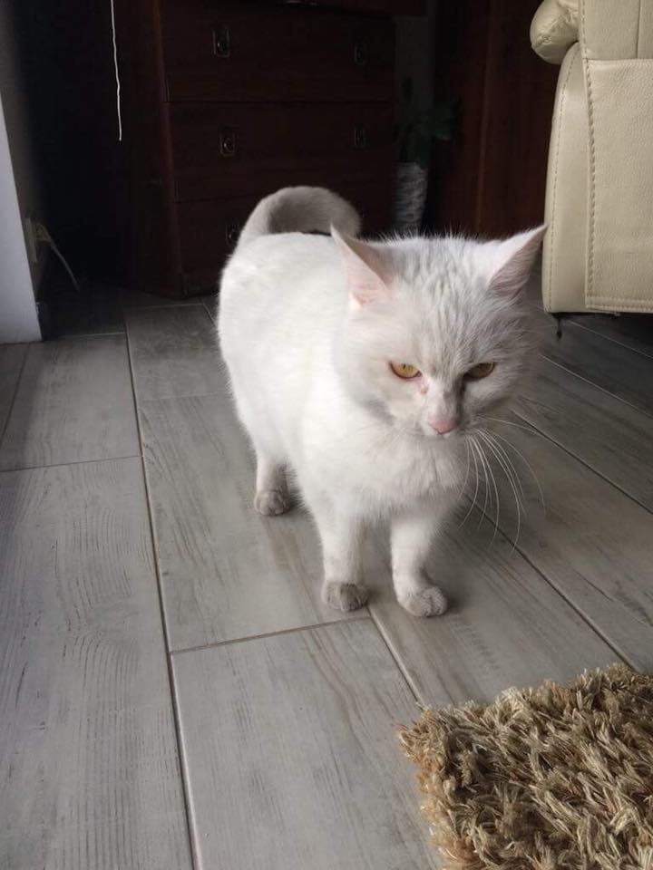 78/103 Dzień Kota - zdjęcia czytelników