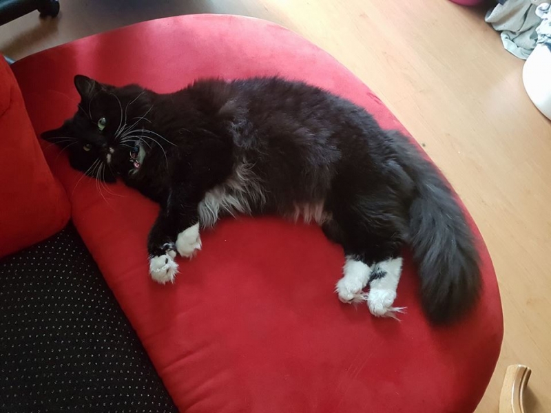 80/103 Dzień Kota - zdjęcia czytelników