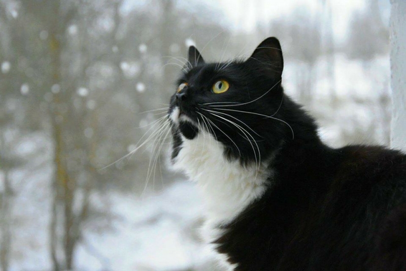 82/103 Dzień Kota - zdjęcia czytelników