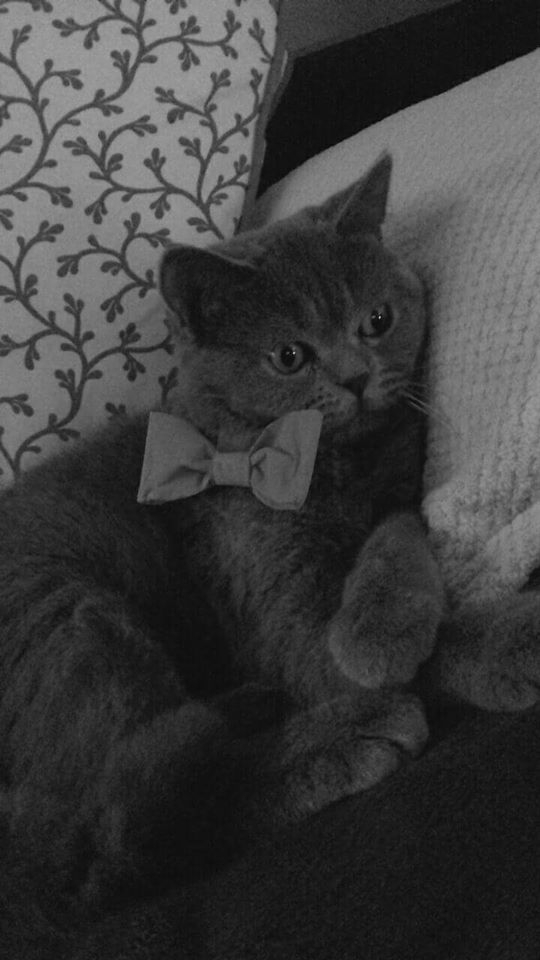 83/103 Dzień Kota - zdjęcia czytelników