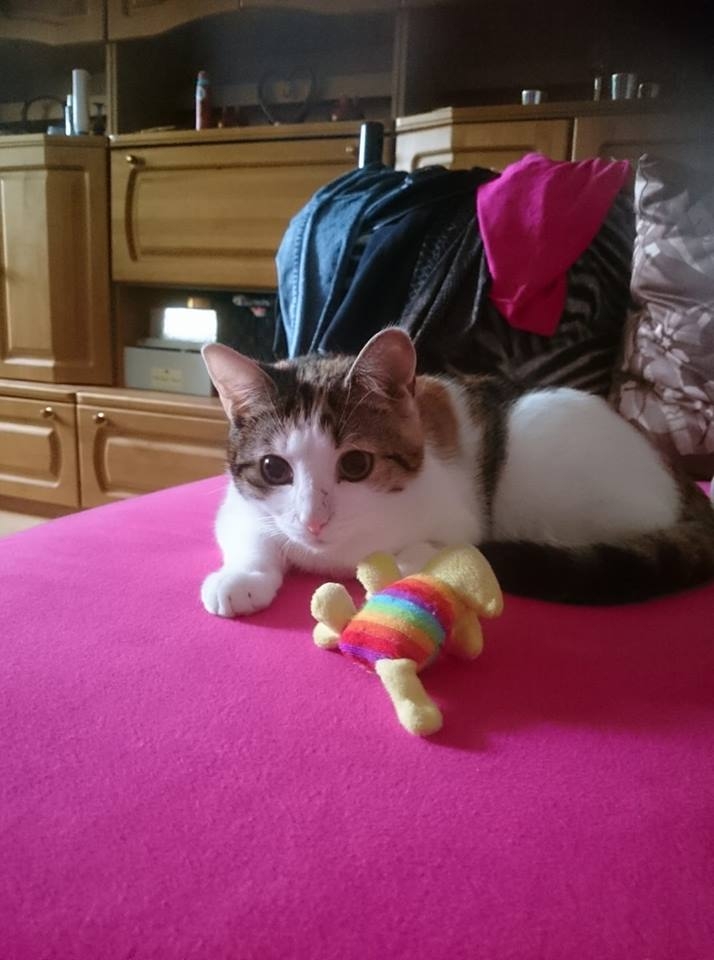 84/103 Dzień Kota - zdjęcia czytelników