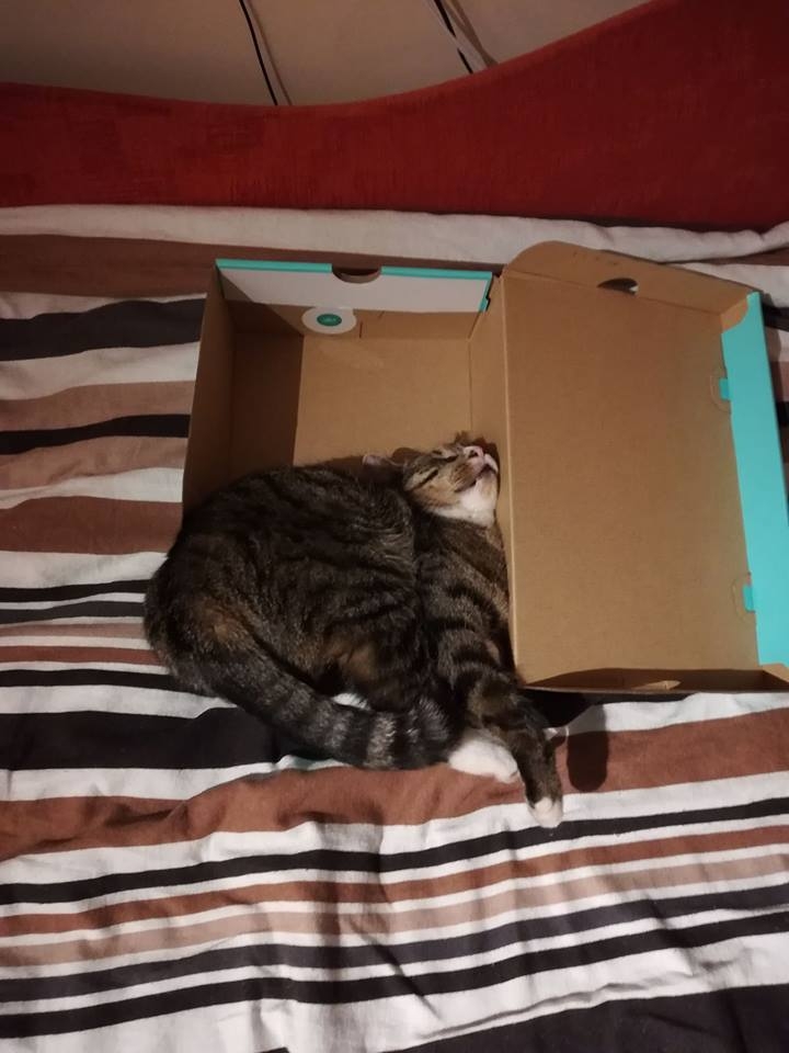 85/103 Dzień Kota - zdjęcia czytelników