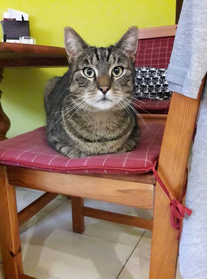 86/103 Dzień Kota - zdjęcia czytelników