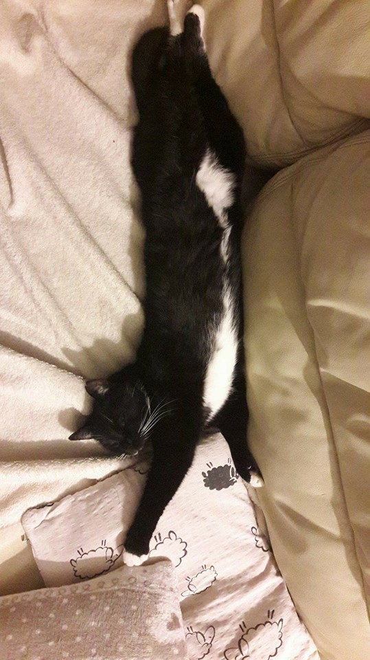 87/103 Dzień Kota - zdjęcia czytelników