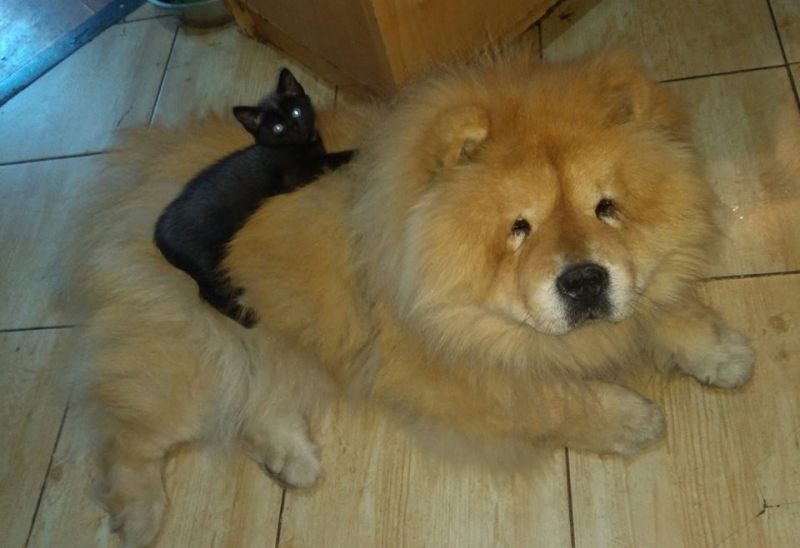 88/103 Dzień Kota - zdjęcia czytelników