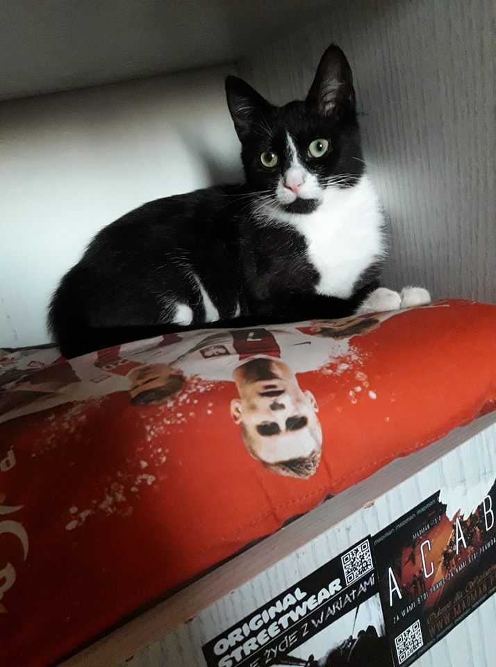 89/103 Dzień Kota - zdjęcia czytelników