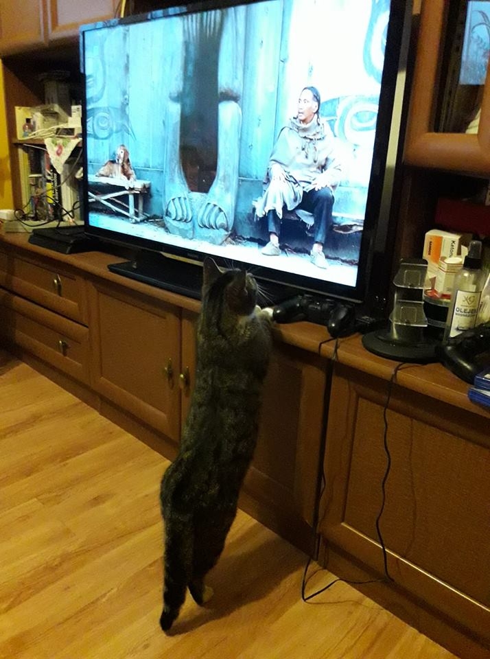 90/103 Dzień Kota - zdjęcia czytelników