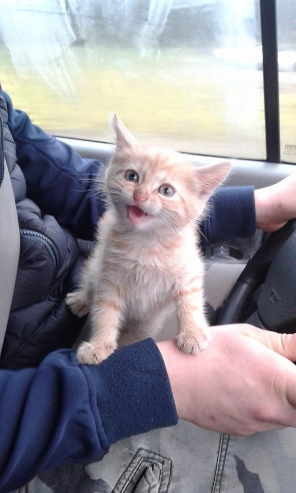 91/103 Dzień Kota - zdjęcia czytelników