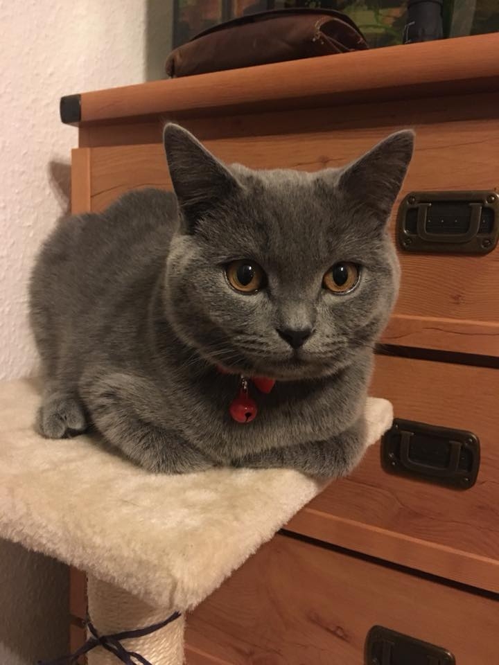 92/103 Dzień Kota - zdjęcia czytelników