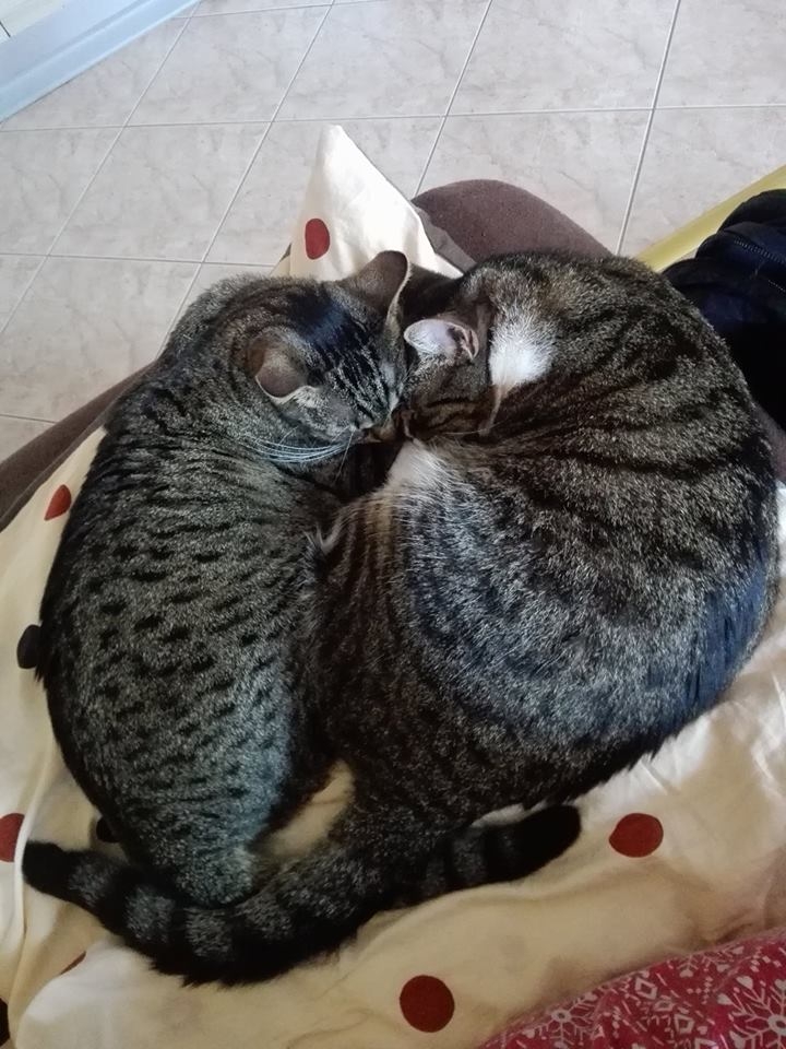 93/103 Dzień Kota - zdjęcia czytelników