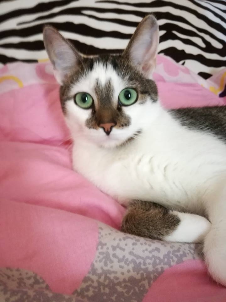 95/103 Dzień Kota - zdjęcia czytelników