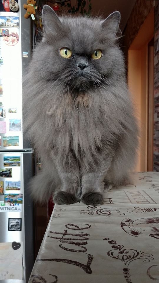 96/103 Dzień Kota - zdjęcia czytelników