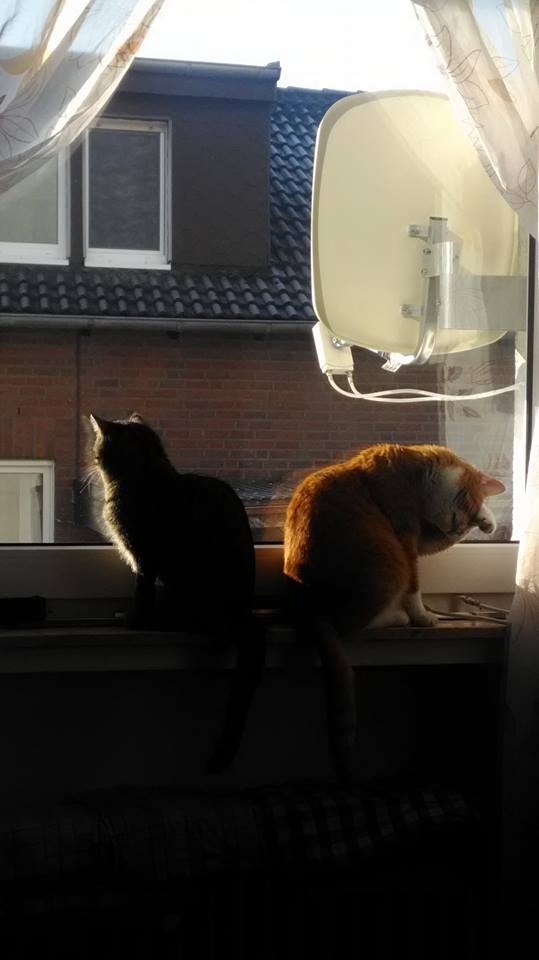 98/103 Dzień Kota - zdjęcia czytelników