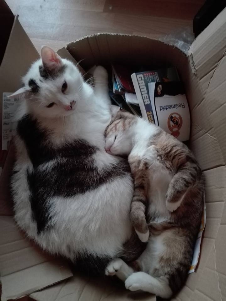 99/103 Dzień Kota - zdjęcia czytelników