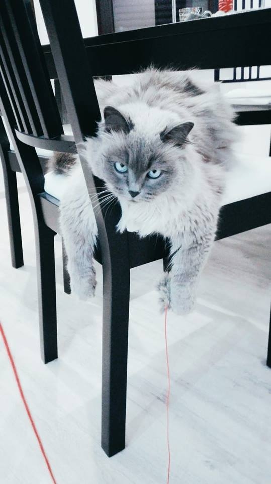 100/103 Dzień Kota - zdjęcia czytelników