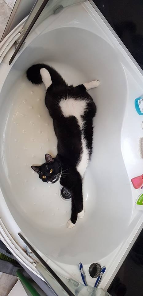 101/103 Dzień Kota - zdjęcia czytelników