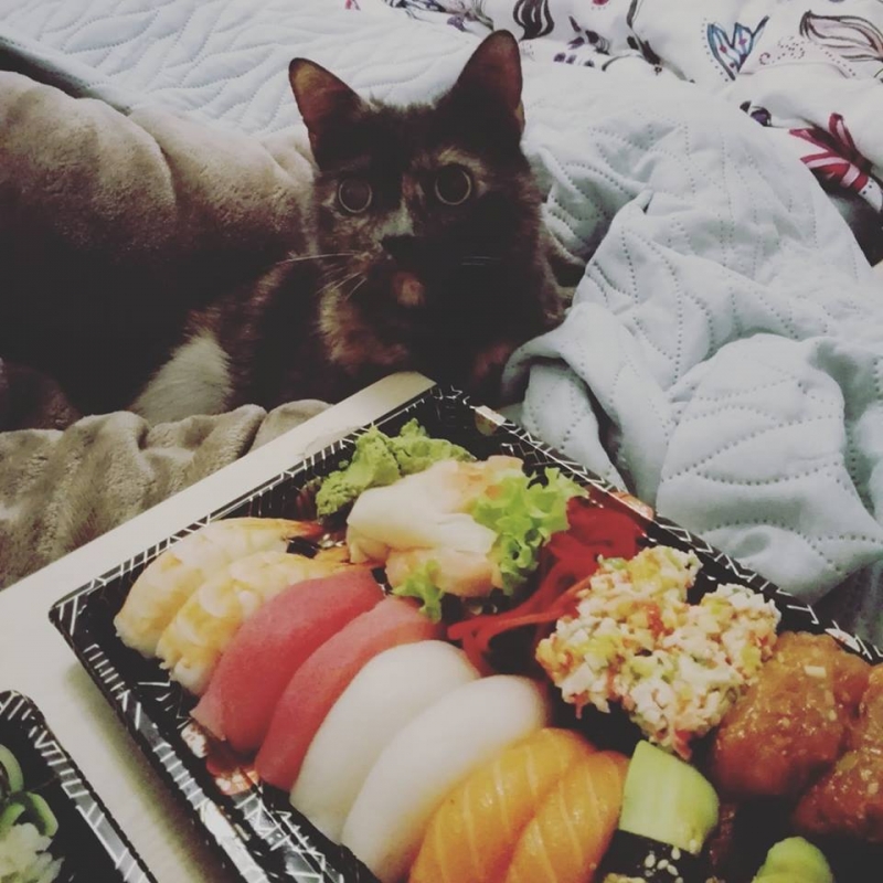 102/103 Dzień Kota - zdjęcia czytelników