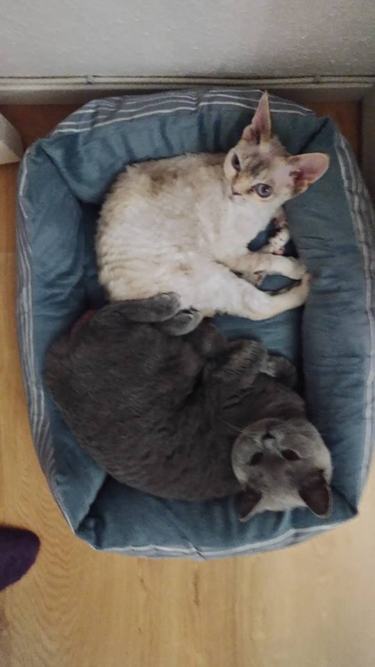 103/103 Dzień Kota - zdjęcia czytelników